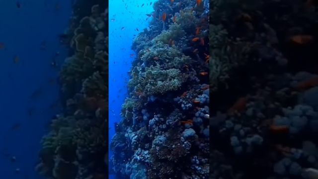 релакс музыка расслабляющая:красота подводного мира.