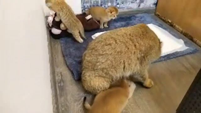 Новорожденные Котята Хотят Сбежать смотреть онлайн