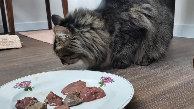 Что кот выберет ? Сырую или варёную печень? смотреть онлайн