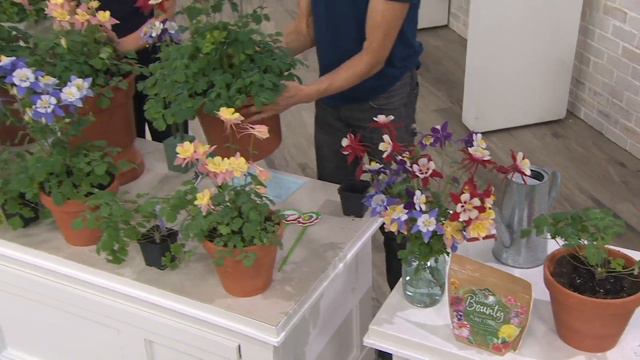 Roberta's 4-Piece Swan Series Columbine Collection on QVC смотреть онлайн