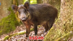 карточки домана животные леса часть 2