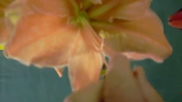 Exotica crossed with Red Pearl Amaryllis Hippeastrum смотреть онлайн