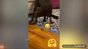 артём давай купим сабачку