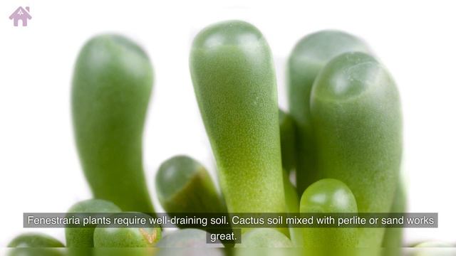 Meet The Adorable Succulent That Looks Like A Baby Toe: Fenestraria! #raresucculents #succulentlove смотреть онлайн