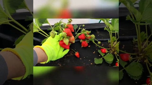 Клубника сорт Фавори смотреть онлайн