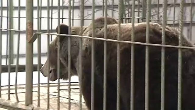В Ярославле проснулась медведица Маша смотреть онлайн