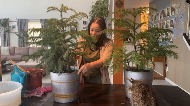 Norfolk Island Pine / Araucaria heterophylla : Care, Pruning and lots of tips & tricks! смотреть онлайн