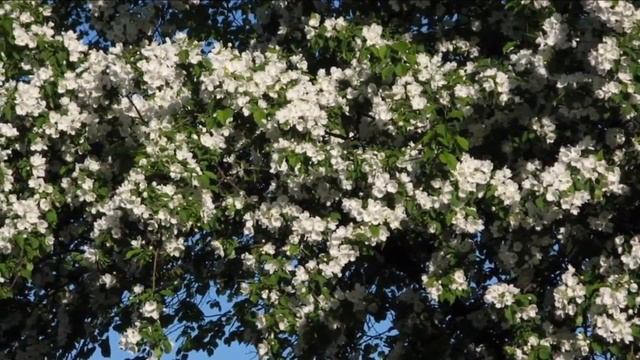 Советск смотреть онлайн