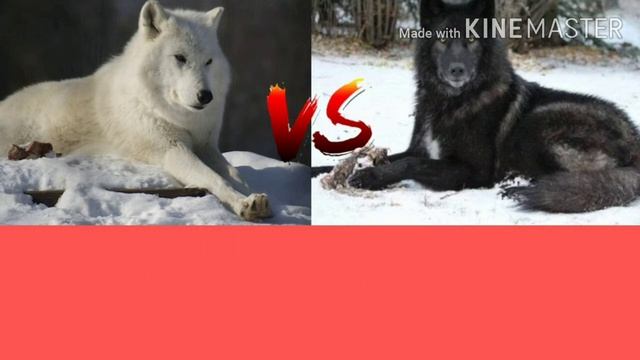 ПОЛЯРНЫЙ ВОЛК VS ЧЁРНОГО КАНАДСКОГО ВОЛКА смотреть онлайн