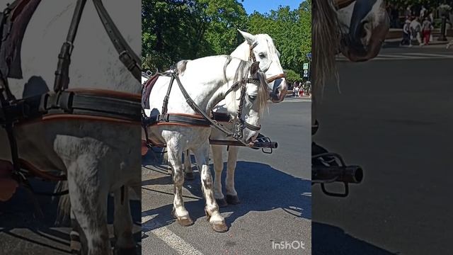 Сказочный Санкт-Петербург! смотреть онлайн
