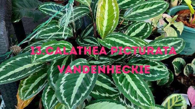 23 MOST POPULAR CALATHEA VARIETIES IN MY GARDEN w/ NAMES #prayerplants #calatheavarieties смотреть онлайн