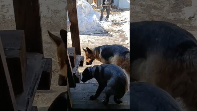 Кангал Дамира Звезда КАНГАЛА знакомится с немецкой овчаркой Гретой. #dog #kangal #кангал #собака смотреть онлайн