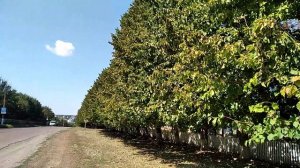 МЕДВЕЖИЙ Орех.Урожай с дерева от 30 и больше килограм!!!.Супер Урожай!!!.