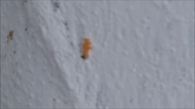 Внимание, опасность обнаружены массовые яйцекладки неизвестного насекомого