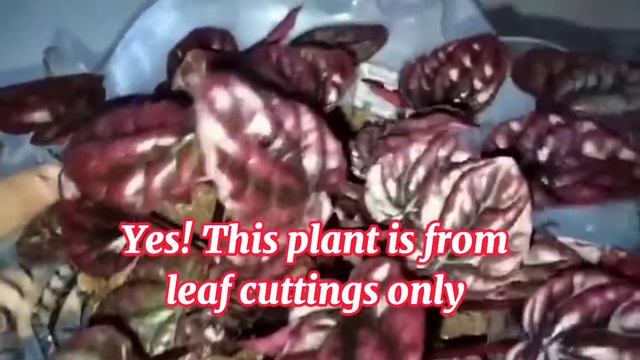 All About Peperomia Schumi Red/Radiator Plant
