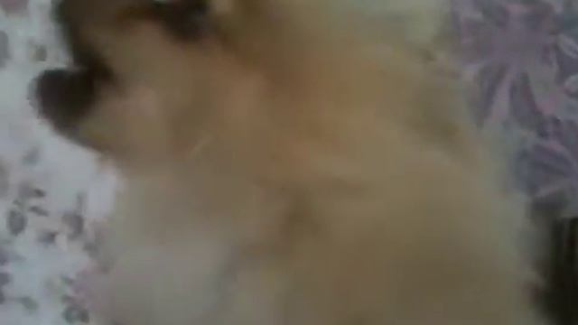 Померанский шпиц поет смотреть онлайн