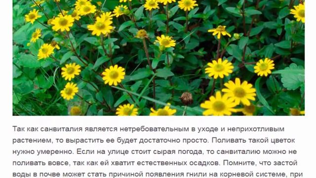 Санвиталия Красивые растения для дома и сада смотреть онлайн