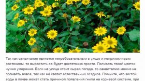 Санвиталия  Красивые растения для дома и сада