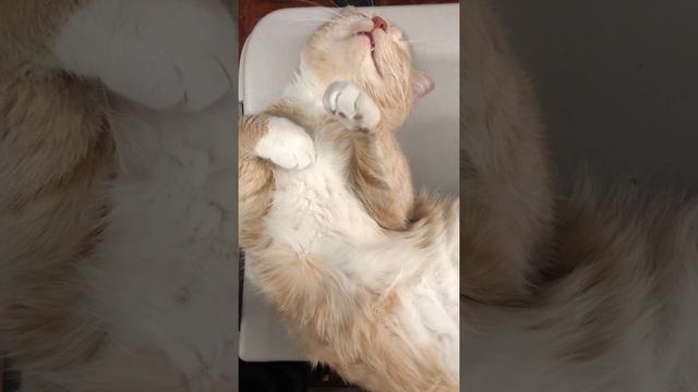 Кот пердит во сне (2022) #Shorts смотреть онлайн