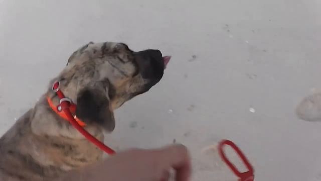 Как отучить собаку тянуть. смотреть онлайн