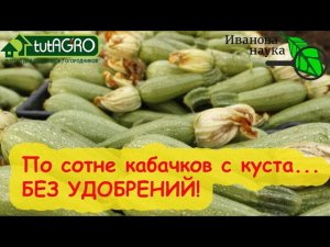 РОСКОШНЫЕ КАБАЧКИ и ТЫКВЫ прямо на КОМПОСТЕ. Как вырастить полезные и вкусные овощи БЕЗ УДОБРЕНИЙ!