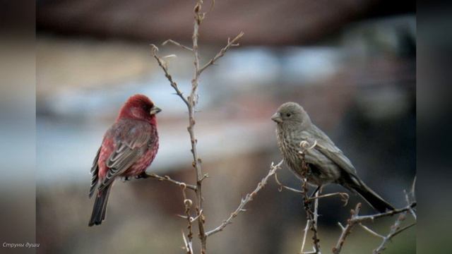 Голоса птиц. Урагус (Uragus sibiricus) смотреть онлайн