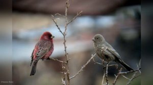 Голоса птиц. Урагус (Uragus sibiricus)