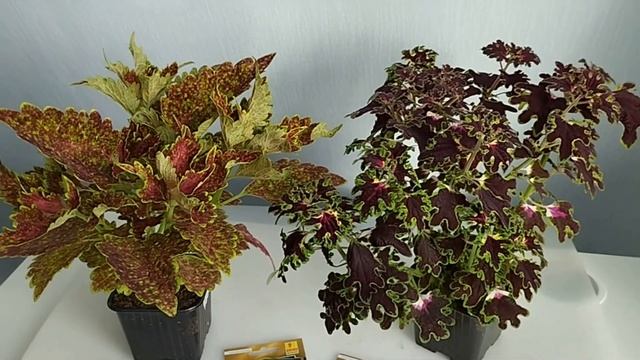 Колеусы, ч 1 Семенные или вегетативные. В чём разница? смотреть онлайн