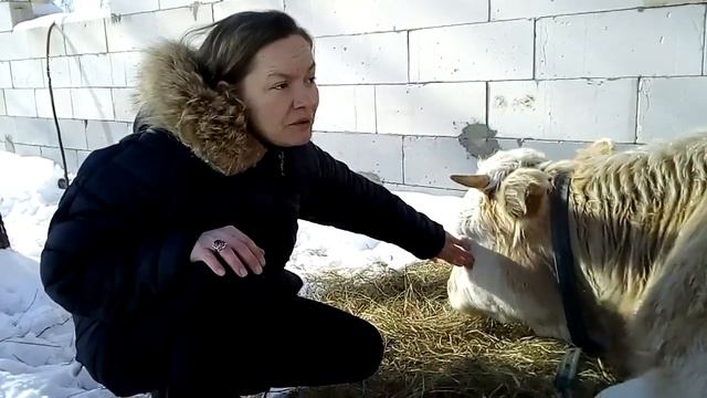 Отел Наша Симка отелится со дня на день смотреть онлайн