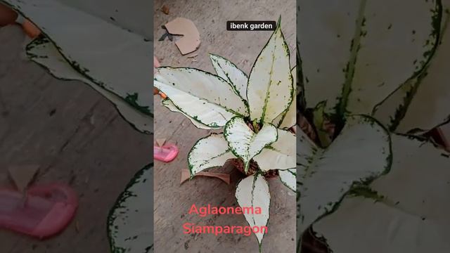 Aglaonema Siamparagon