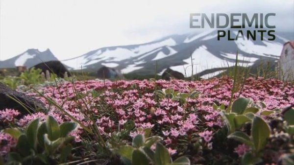 Kamchatka Presentation Of Kamchatka Камчатка ПРЕЗЕНТАЦИЯ '10 REASONS TO VISIT KAMCHATKA'