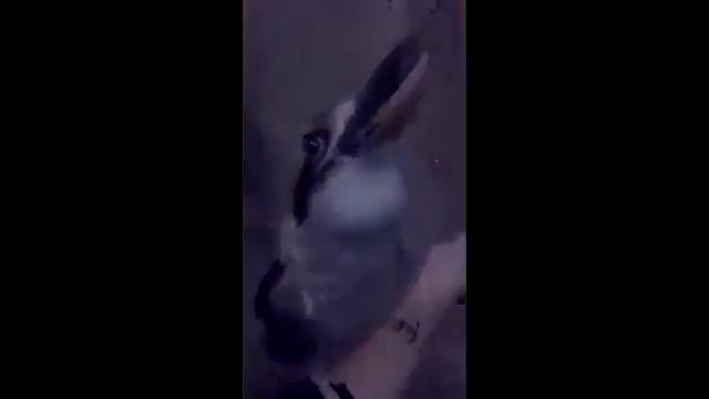 Прикол, птица-DJ Кукабарра смотреть онлайн