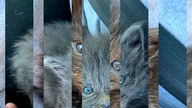 Слабый котенок еле держался на лапках, когда его подобрали смотреть онлайн