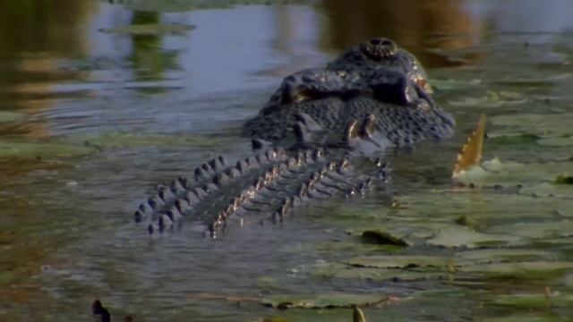 The HORRIFYING Last Minutes Of Gloria Serge EATEN ALIVE By Alligator!