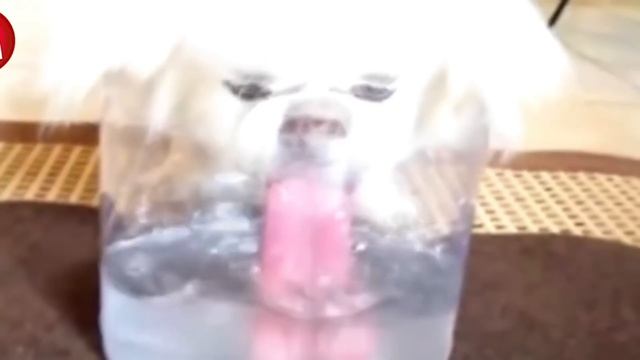 ТАКИХ МУТАНТОВ СОБАК ВЫ ЕЩЕ НЕ ВИДЕЛИ смотреть онлайн