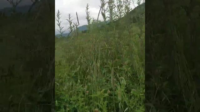 Мощная медитация на очищение смотреть онлайн