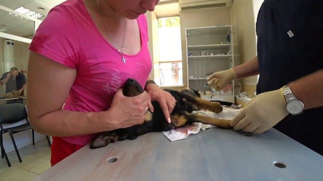 НИКОЛЬ СНОВА В БЕДЕ РАЗОШЛИСЬ ШВЫ/ЕДЕМ ВКЛИНИКУ/СМОТРЕТЬ ДО КОНЦА смотреть онлайн