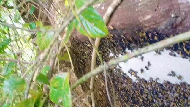 ciri khas madu super sarang istimewa #honeyhunting #apisdorsata смотреть онлайн