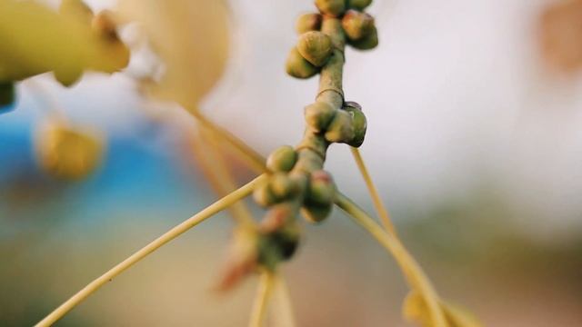 Canon R10 Cinematic footage Camera Test // Canon R10 Camera Test смотреть онлайн