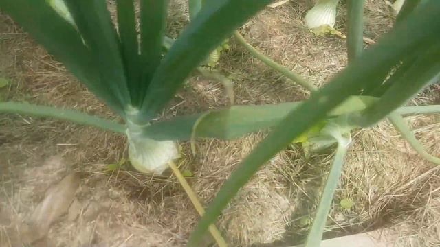 Лук эксибишен от А до Я