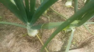 Лук эксибишен от А до Я