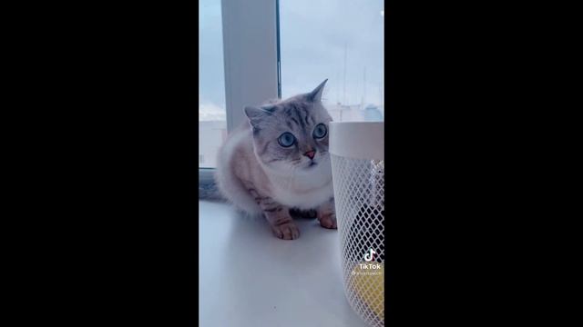 КОТИК ПЛАЧЕТ. ПОДБОРКА МИЛЫХ КОШЕК. СМЕШНЫЕ ЖИВОТНЫЕ. ОЧЕНЬ СМЕШНО. #FUNNYCATS #cats # CUTECATS.