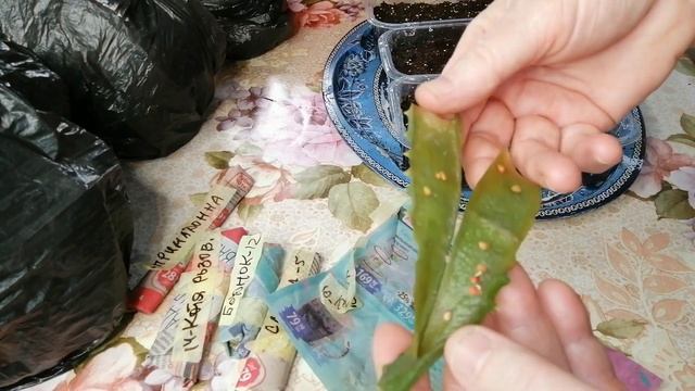 ??ПЕРВЫЕ ПОСЕВЫ СЕМЯН ТОМАТОВ ДЛЯ ТЕПЛИЦЫ. Обзор после замачивания в листьях алоэ смотреть онлайн