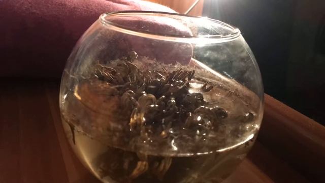 Иерихонская роза смотреть онлайн