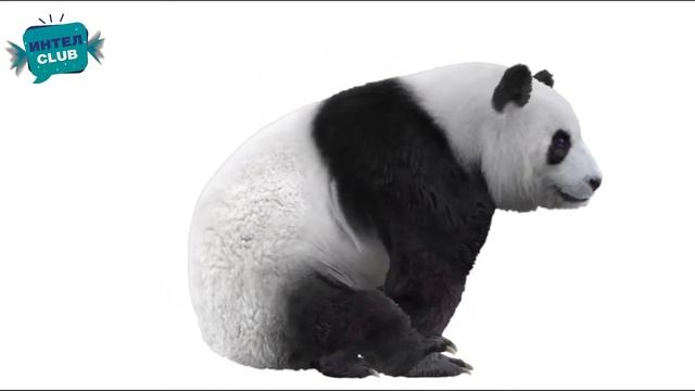 Угадай животное по фрагменту - Части животных - развивающие видео для малышей. Как устроены животны смотреть онлайн