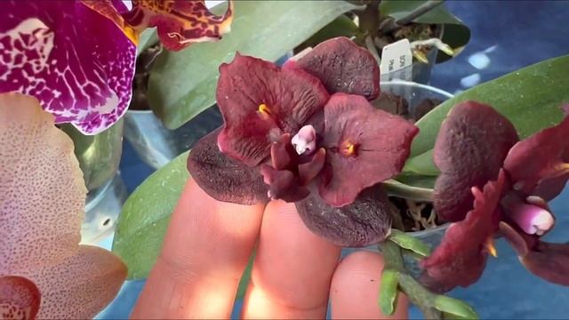 Детки орхидей цветут | Первое цветение подростков 1.7 | Chanella, Super Maya, Victoria’s Lace, L-16 смотреть онлайн