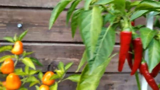 Перец Тёма и перец Огонёк. Выращивание в вёдрах. смотреть онлайн