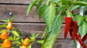 Перец Тёма и перец Огонёк. Выращивание в вёдрах.