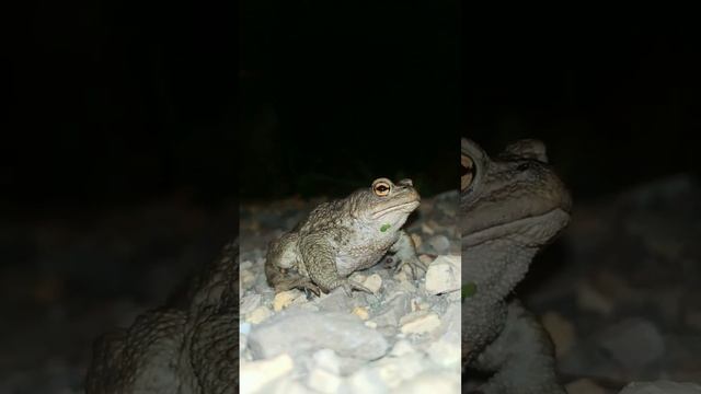 Обыкновенная жаба #жаба #премсыкающиеся смотреть онлайн