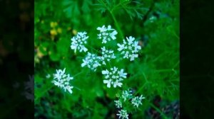 Растения, которые помогут избавиться от мышей с вашего участка